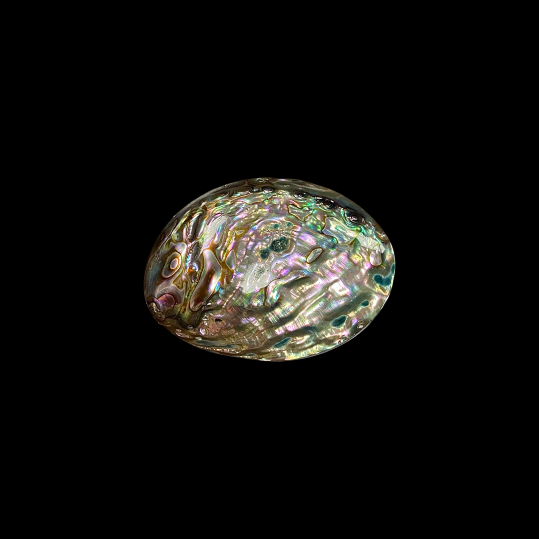 Abalone Shell Large