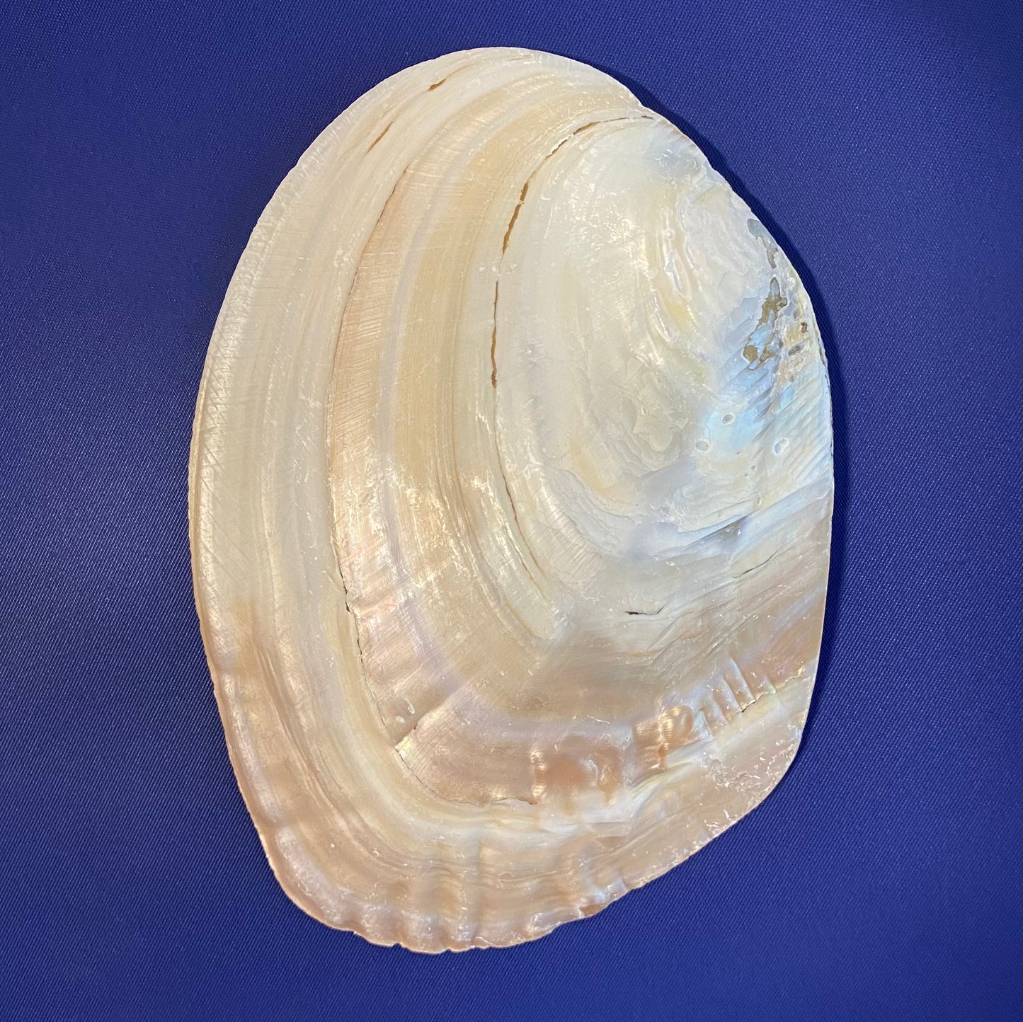 Mother of Pearl Shell